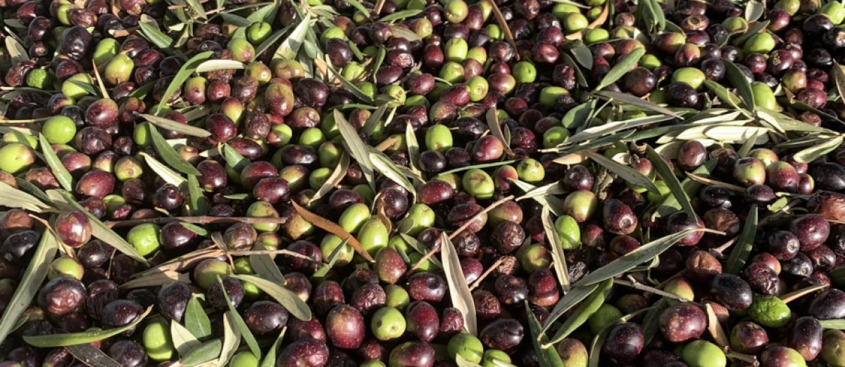  Il Problema della Mosca delle Olive