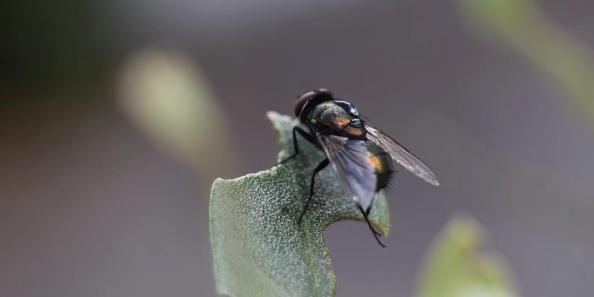  Il Problema della Mosca delle Olive